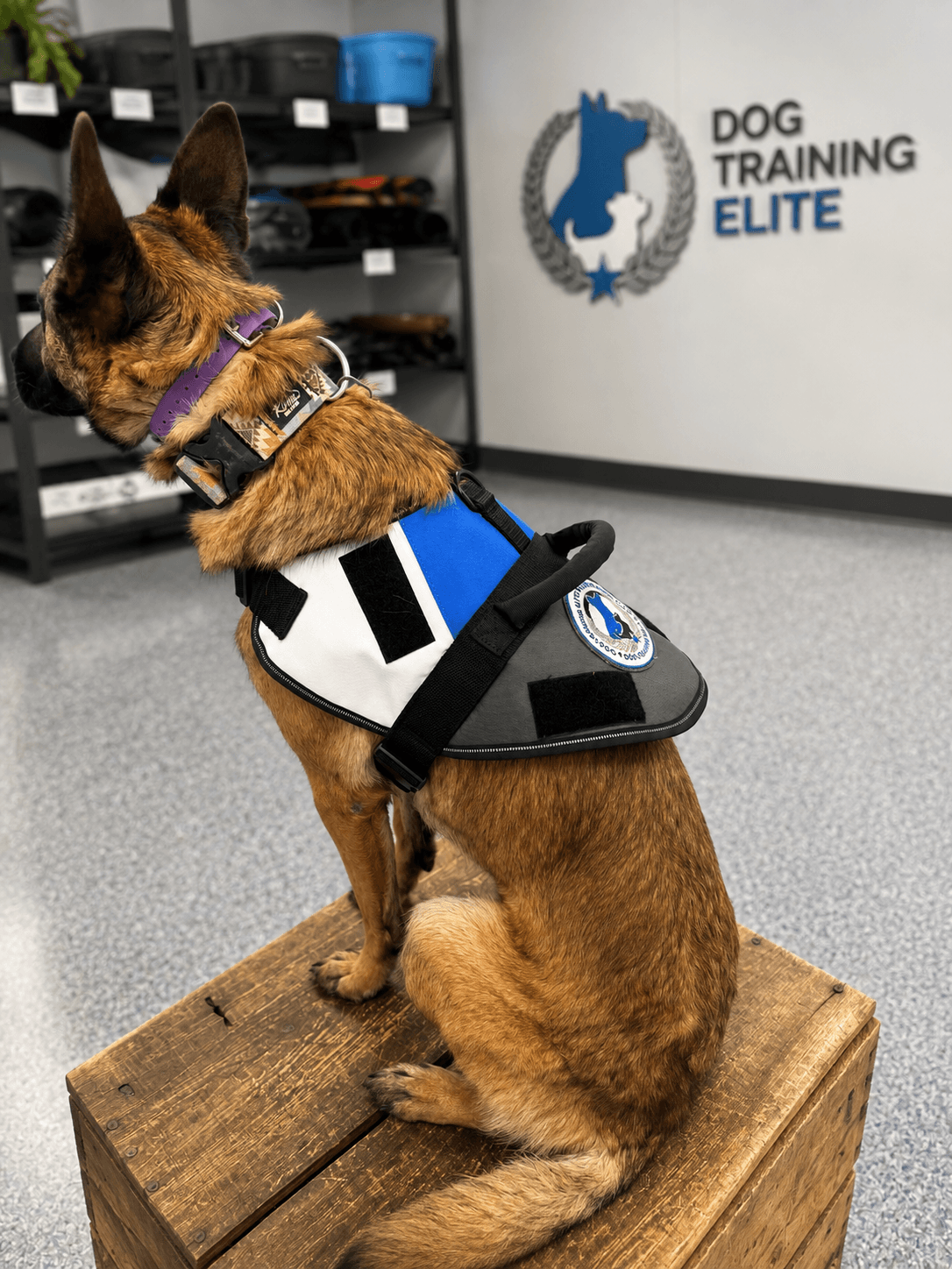 Dog wearing a custom branded Dog Training Elite safety harness